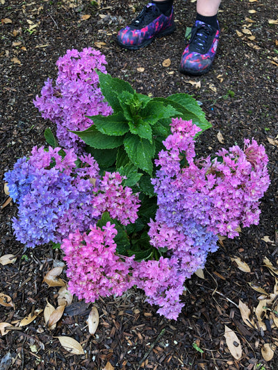 Monthly Quiz: What makes Hydrangea macs. change their flower color?