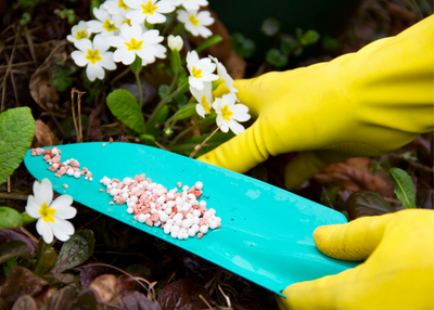 Easy Fertilizing: 5 Simple Tips
