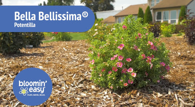 Introducing the Bloomin’ Easy® Bella Bellissima® Potentilla