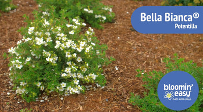 Introducing the Bloomin’ Easy® Bella Bianca® Potentilla
