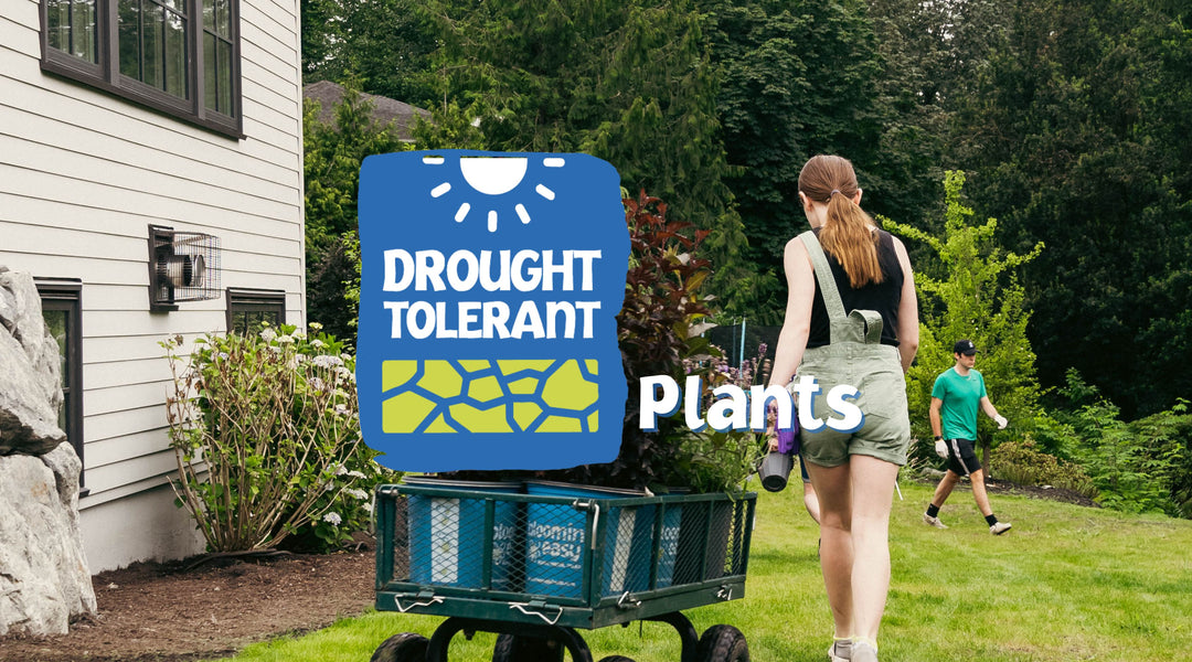 Understanding Drought-Tolerant Plants