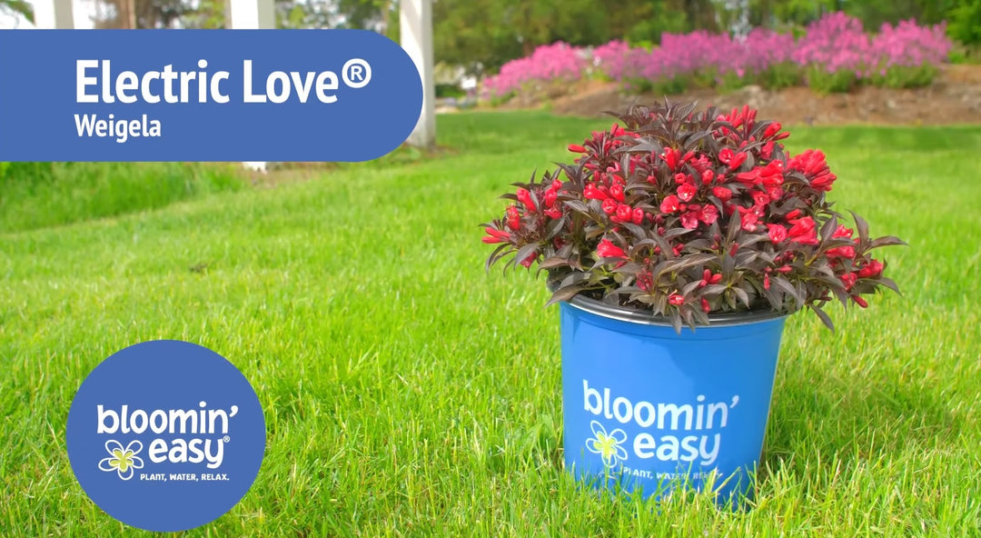 Introducing the Bloomin’ Easy® Electric Love™