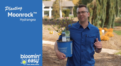 How to Plant Bloomin' Easy® Moonrock™