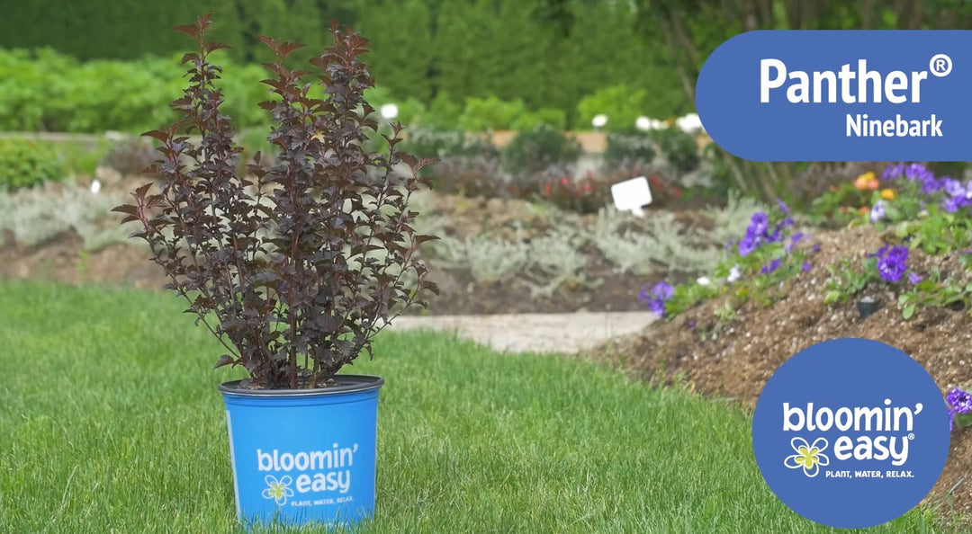 Introducing the Bloomin’ Easy® Panther® Ninebark