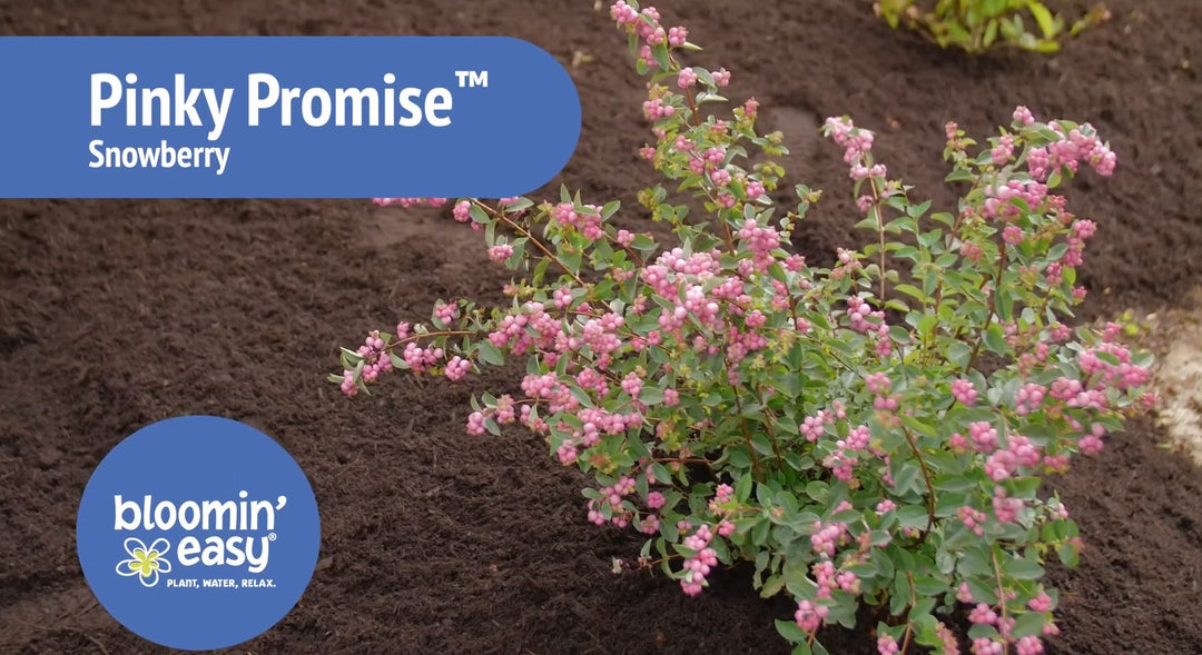 Introducing the Bloomin’ Easy® Pinky Promise™