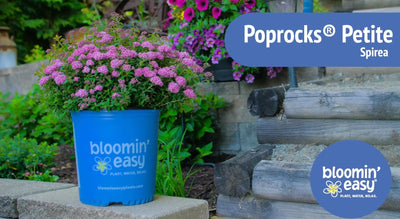 Introducing the Bloomin’ Easy® Poprocks®