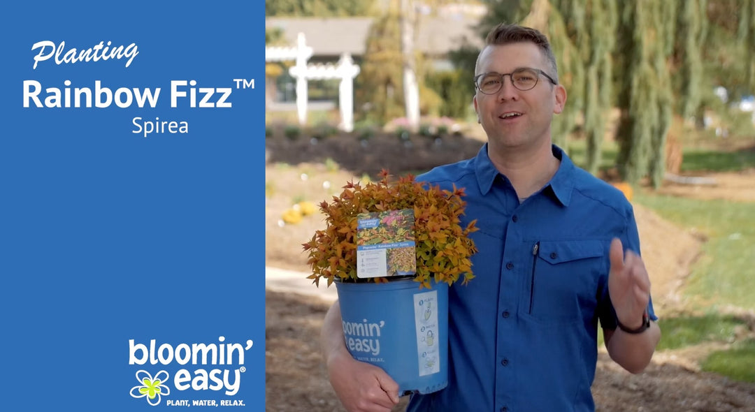 How to Plant Bloomin' Easy® Rainbow Fizz™