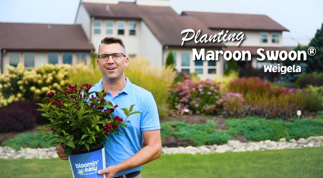 Planting Maroon Swoon™ Weigela