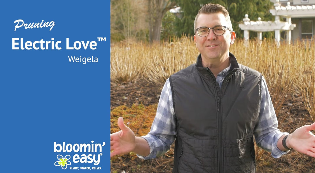 How to Prune Bloomin’ Easy® Electric Love™ Weigela