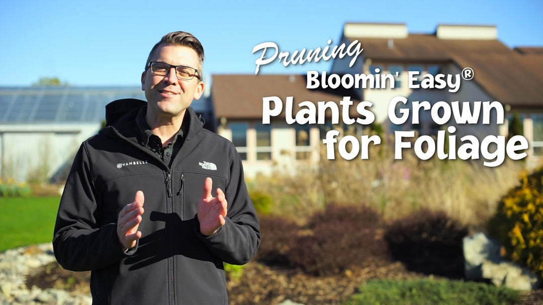 How to Prune Bloomin’ Easy® Plants that Grow for Foliage