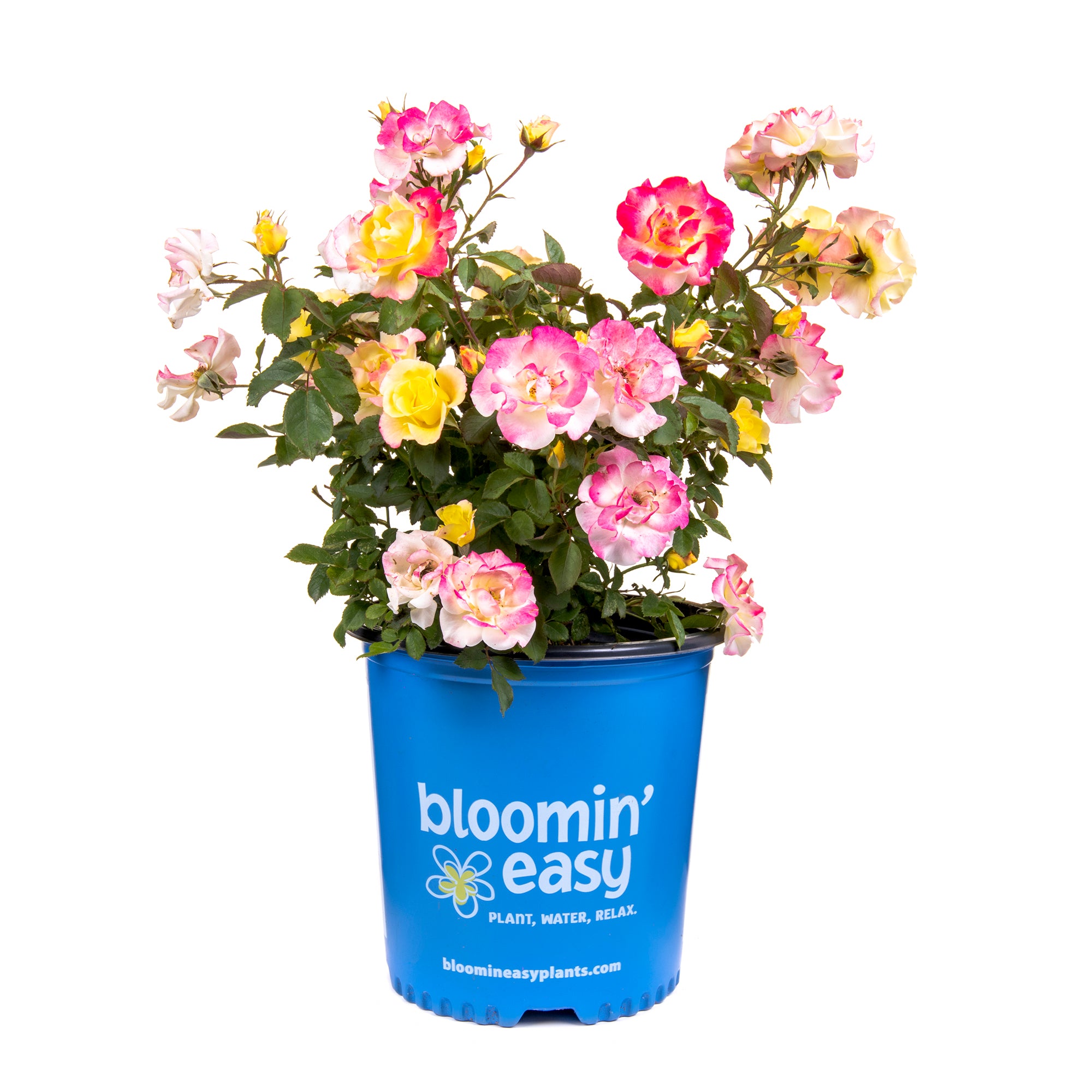 ROSES – Bloomin' Easy