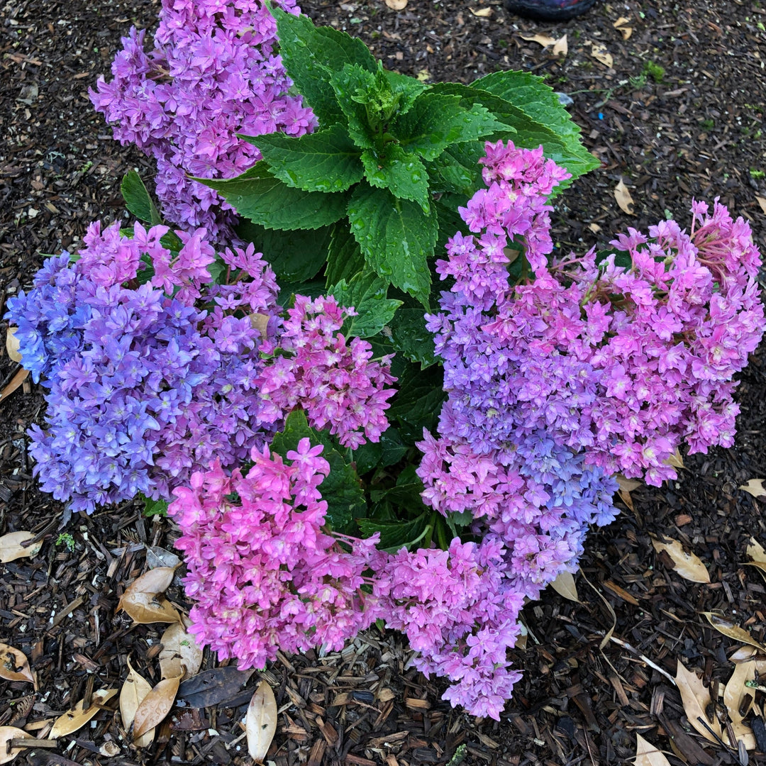 Starfield™ Reblooming Hydrangea