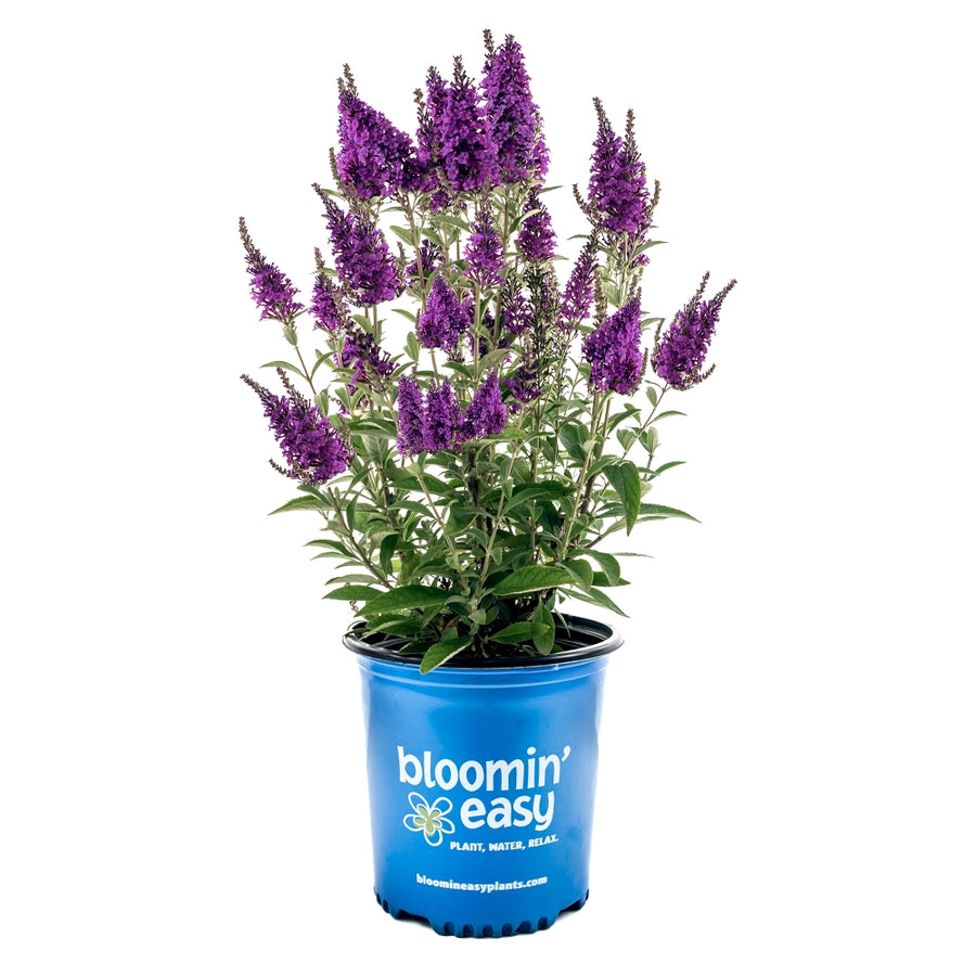 All Plants – Bloomin' Easy