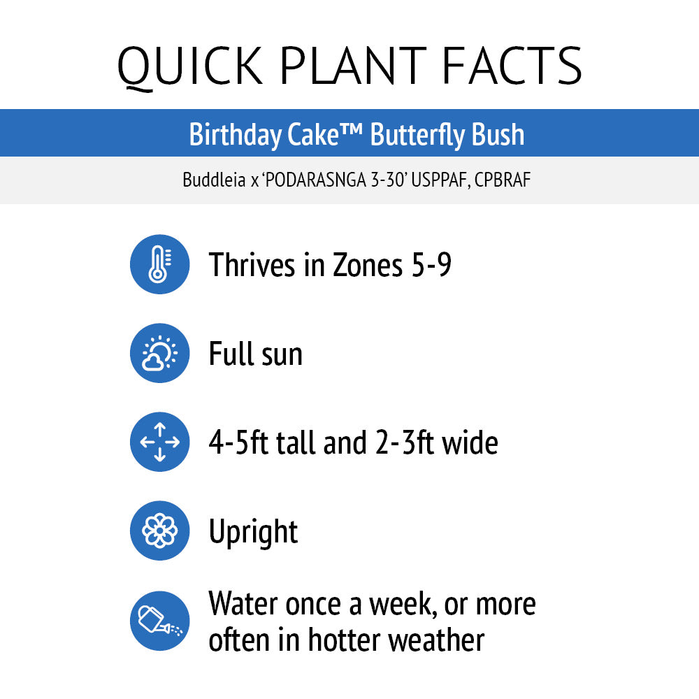 Birthday Cake™ Butterfly Bush