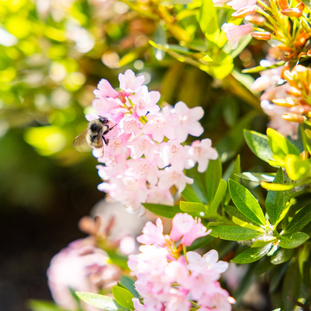 Bloombux® Blush Rhododendron