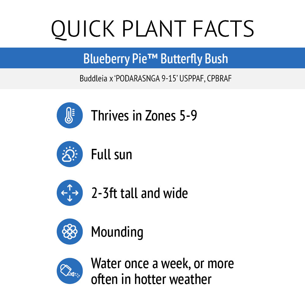Blueberry Pie™ Butterfly Bush