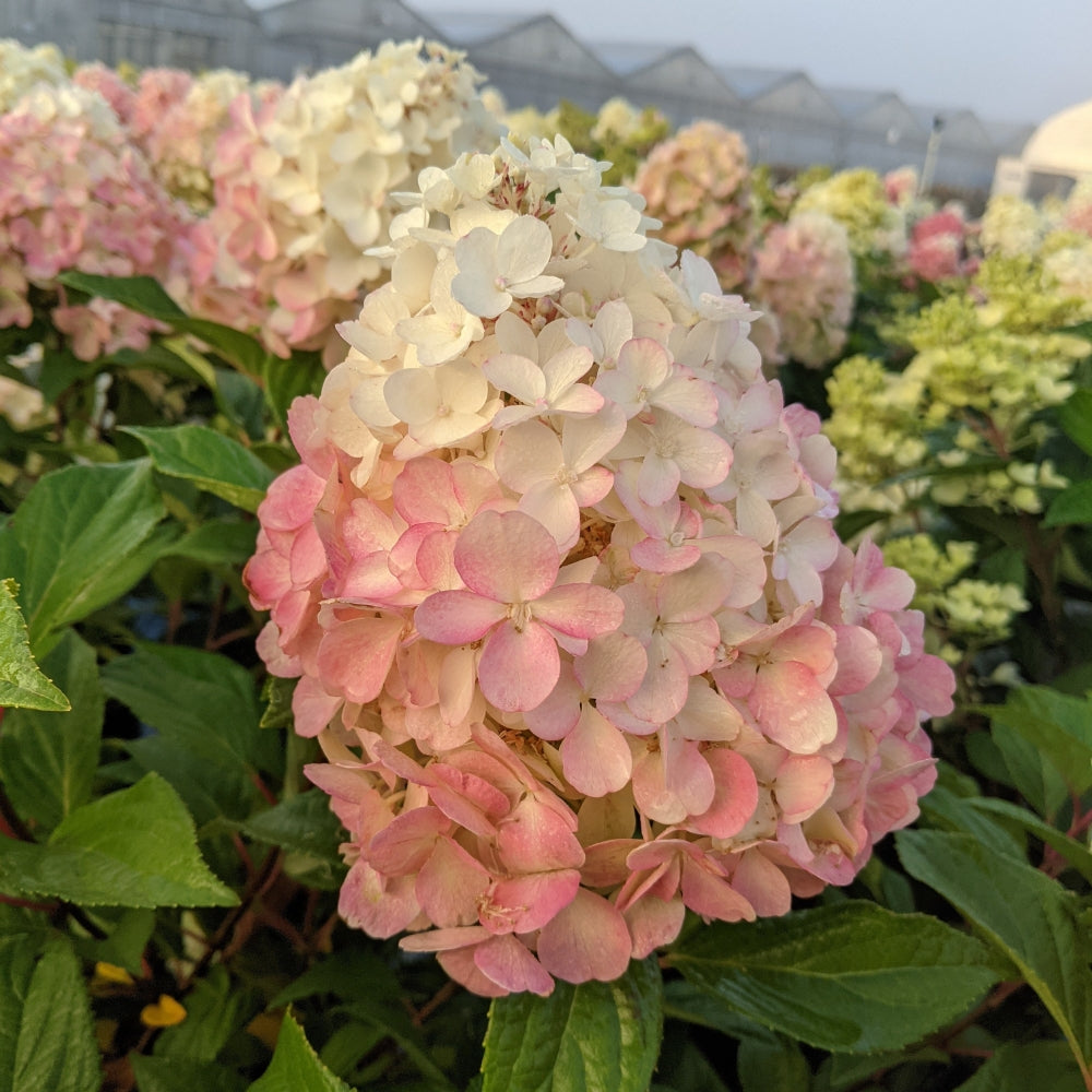 Hardy Hydrangeas – Tagged "Medium (3-5ft)"– Bloomin' Easy