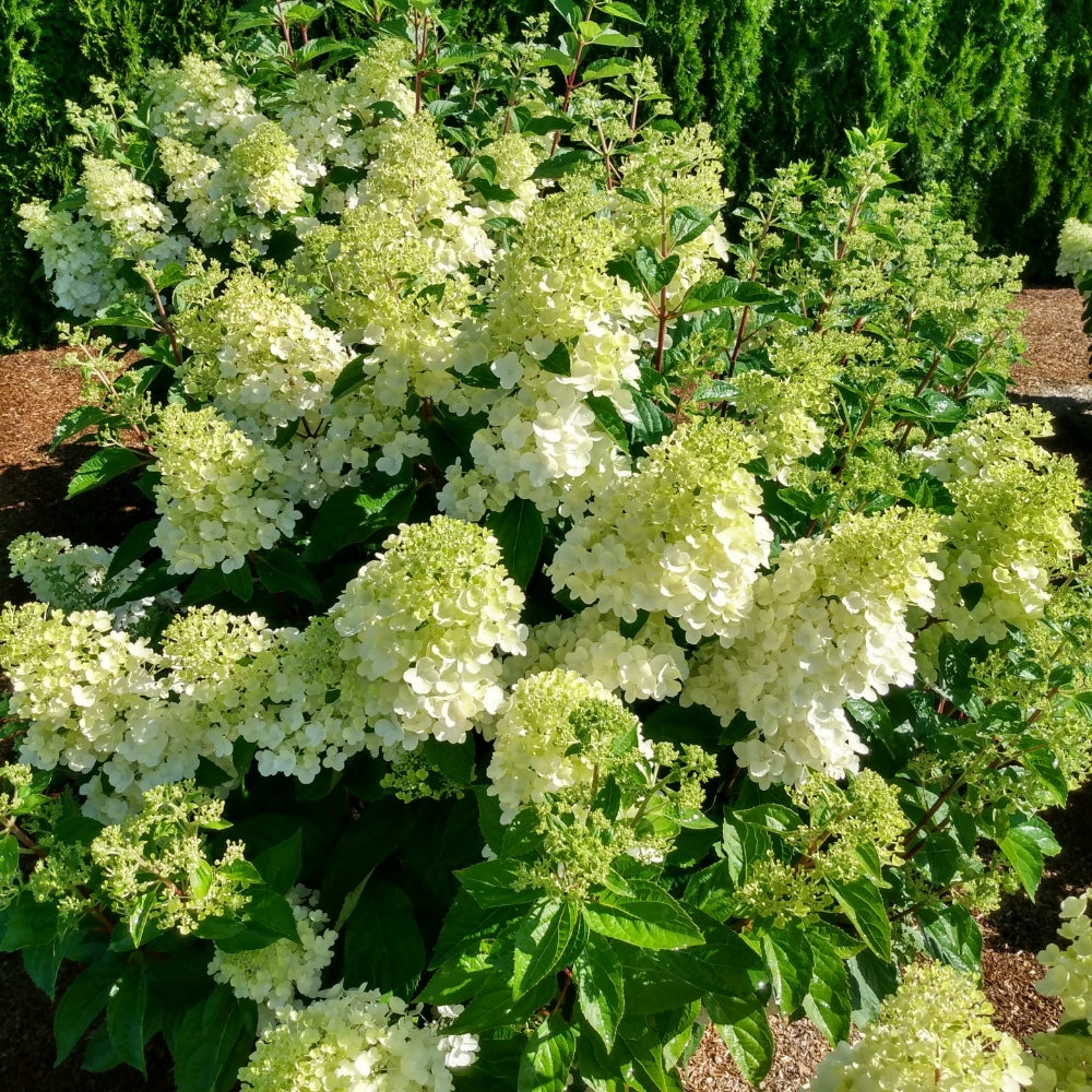 Hardy Hydrangeas – Bloomin' Easy