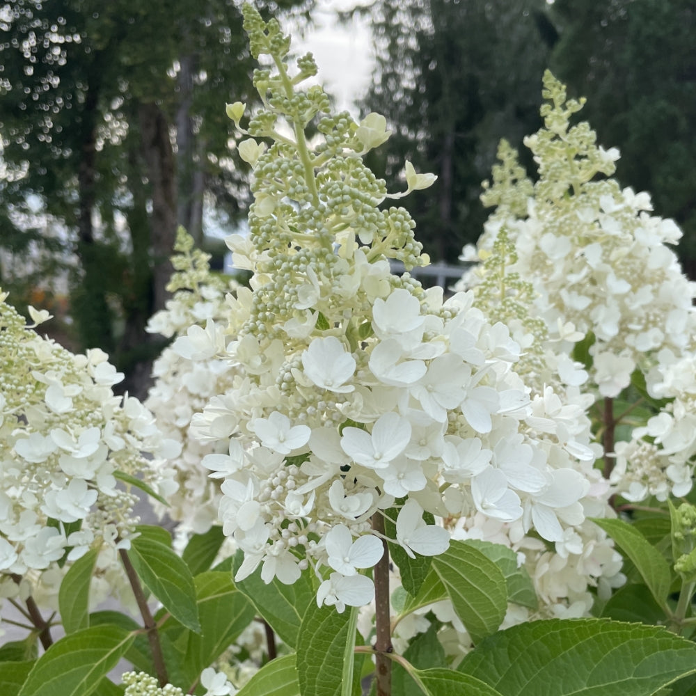 Candelabra® Hardy Hydrangea – Bloomin' Easy