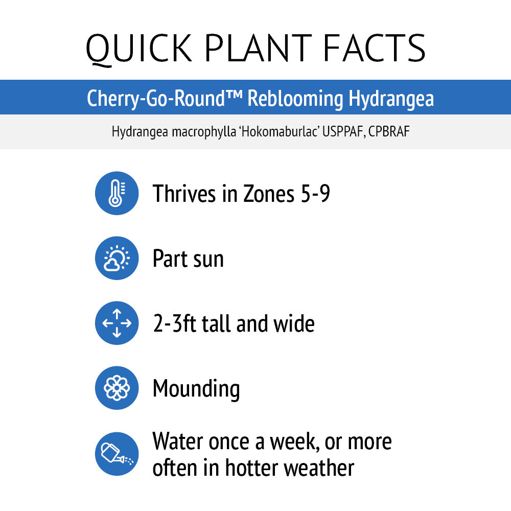 Cherry-Go-Round™ Reblooming Hydrangea