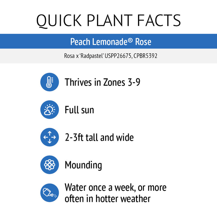 Peach Lemonade® Rose