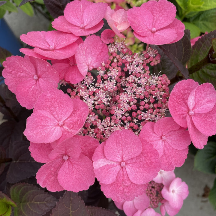 Pink Dynamo™ Mountain Hydrangea