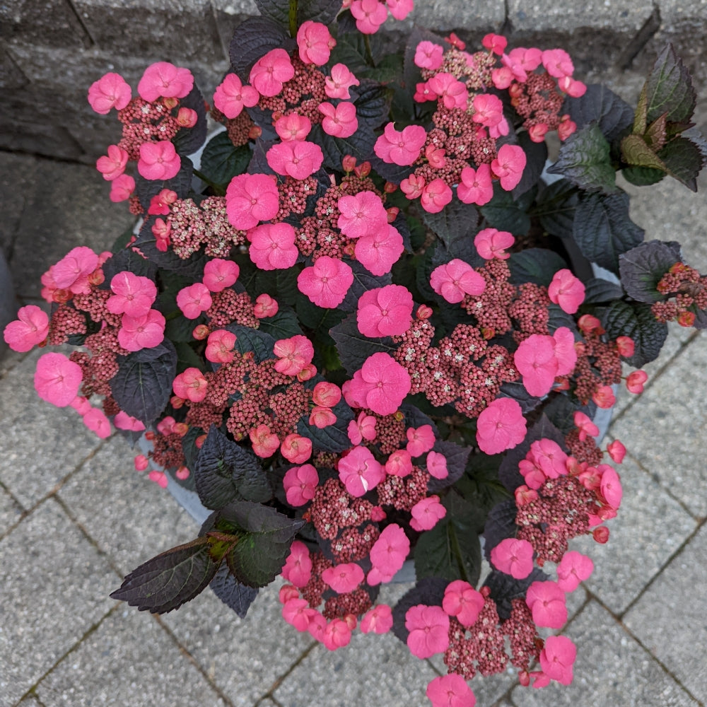 Pink Dynamo™ Mountain Hydrangea