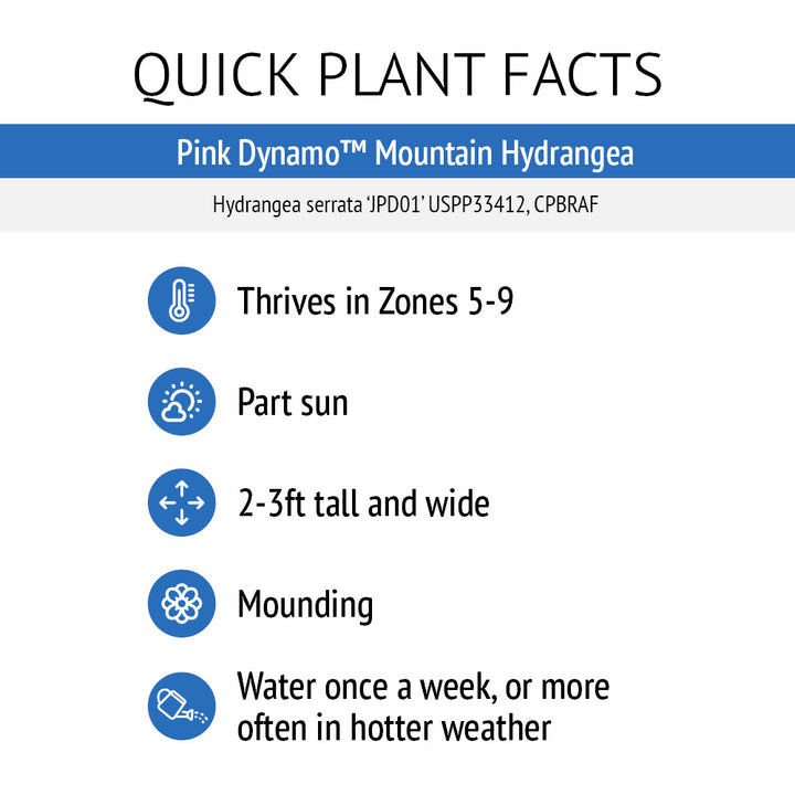 Pink Dynamo™ Mountain Hydrangea