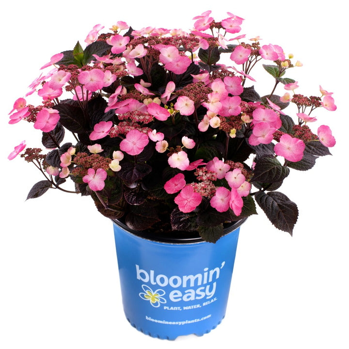 Pink Dynamo™ Mountain Hydrangea