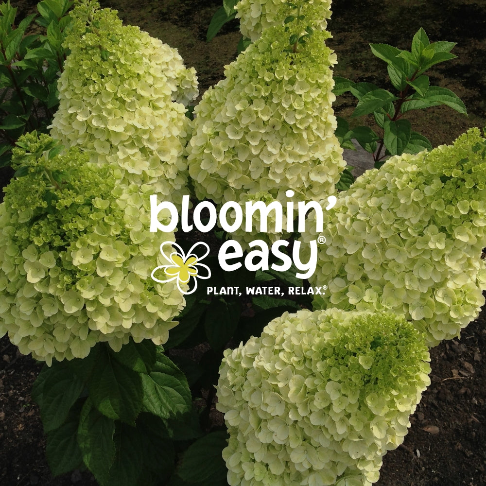 Bloomin' Easy eGift Card