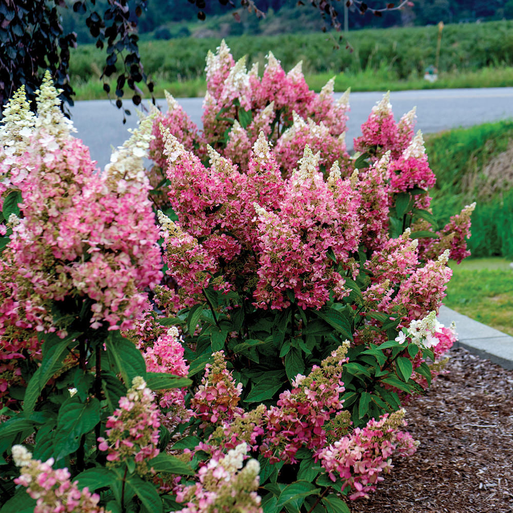 Candelabra® Hardy Hydrangea – Bloomin' Easy