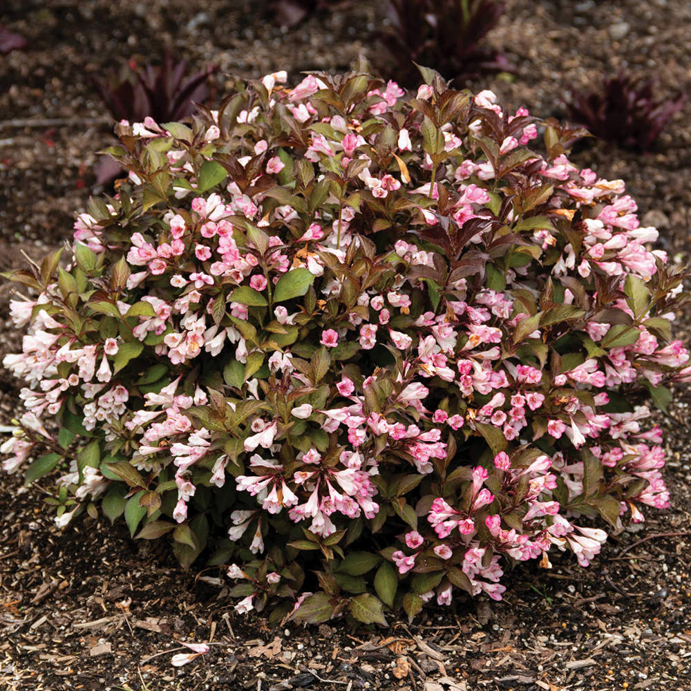 Afterglow™ Weigela – Bloomin' Easy